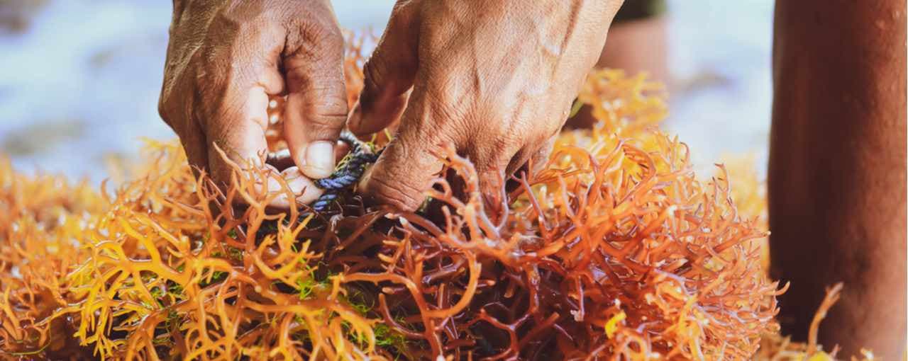 Carrageenan hero görseli